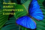 Логотип компании «Тюменский Сад бабочек - Выставка-продажа живых тропических бабочек»