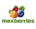Логотип компании «MaxBerries - Заготовительно-производственная компания»