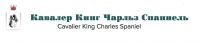 Логотип компании «Кавалер Кинг Чарльз Спаниель»